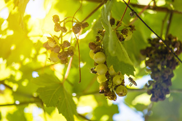Lots Of Insects Flying And Eating On Grape  Hanging On Vine Ruin The Fruit