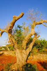 Ancient olive trees of Salento, Apulia, southern Italy