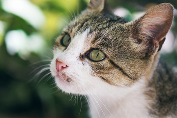 Beautiful Street Cat With Green Eyes And Pink Nose Closeup Portrait With Soft Focus