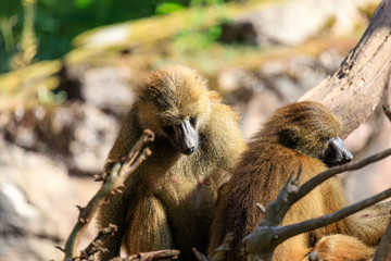 family of baboons