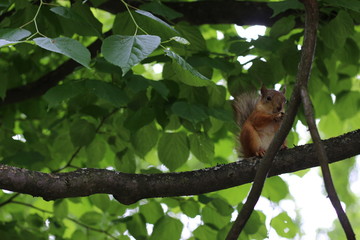 squirrel on tree