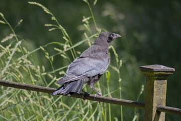crow, bird