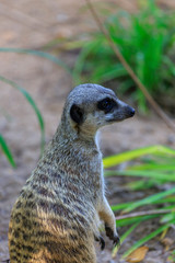 Fototapeta premium meerkat on guard