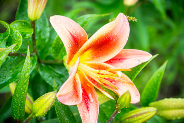 Lily flowers on the garden. Shallow depth of field.