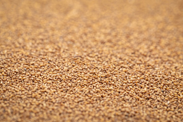 brown teff grain background