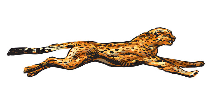 Running cheetah. Hand drawn vector illustration in sketch style. Speed concept.