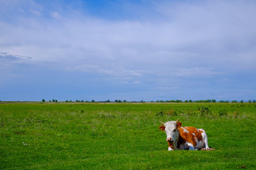 Cow lying on a fresh and lush green meadow