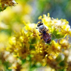 bee on flower