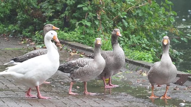 Ducks Relaxing Under The Rain Near A Lake In Cardiff