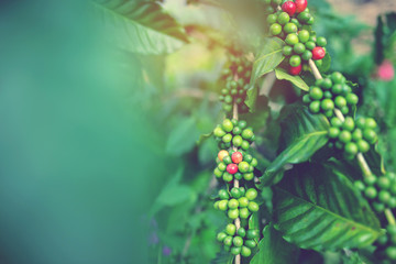 Fresh Arabica coffee berries, Organic coffee farm on Indonesia.