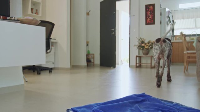 german pointer dog sitting inside a house