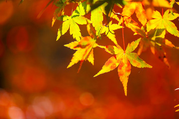 Fototapeta na wymiar Autumn Leaves