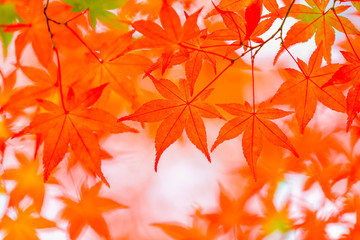 Autumn Leaves