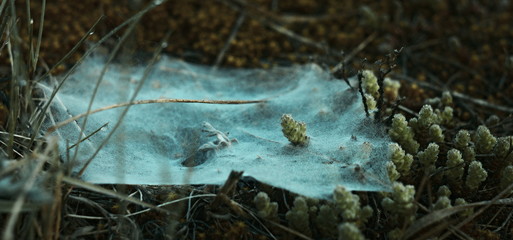 Cobweb with morning dew