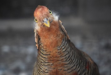Grouse with bulging eyes