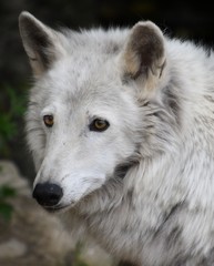 Obraz na płótnie Canvas Grey forest wolf with yellow eyes