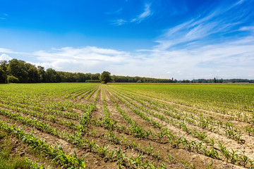 Fototapeta na wymiar Blue sky over green corn field
