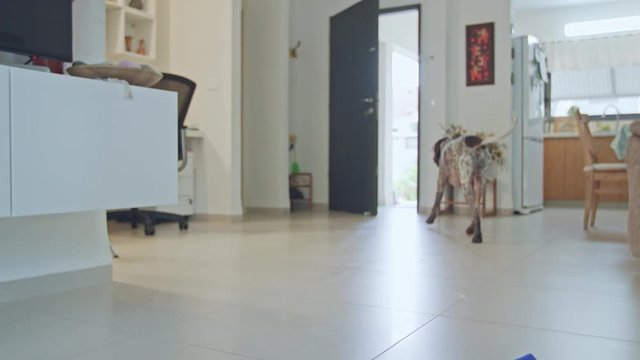 german pointer dog sitting inside a house