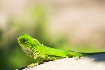 Iguanas en los Llanos Orientales Colombianos