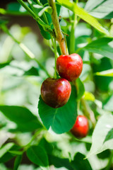 Red ripe cherry in the garden. Selective focus. Shallow depth of field.