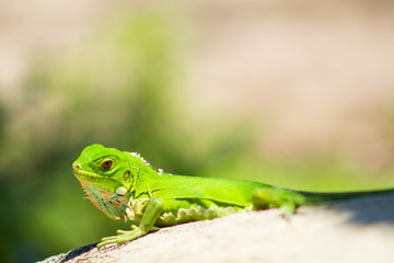 Iguanas en los Llanos Orientales Colombianos