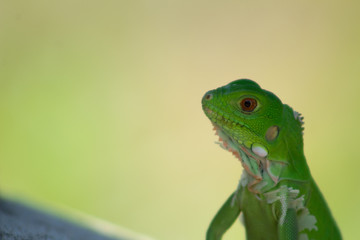 Iguanas en los Llanos Orientales Colombianos