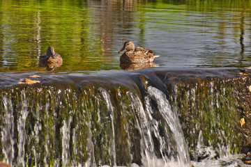 ducks sitting at the edge of a small waterfall playing in the water