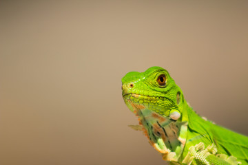Iguanas en los Llanos Orientales Colombianos