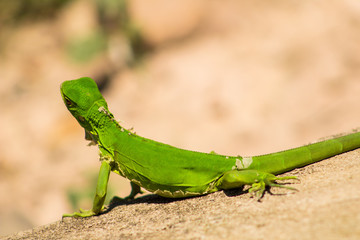 Iguanas en los Llanos Orientales Colombianos