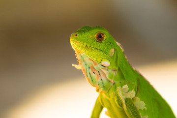 Iguanas en los Llanos Orientales Colombianos