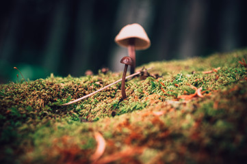 mushroom in the forest macro