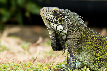 Iguanas en los Llanos Orientales Colombianos