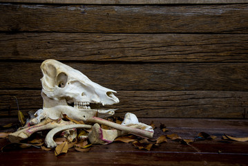 Pig skull and pile of bone on the plank and wood background