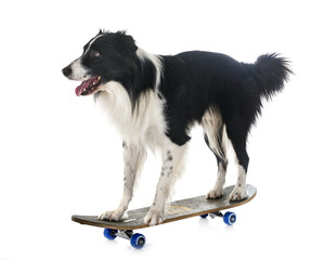 border collie and skateboard