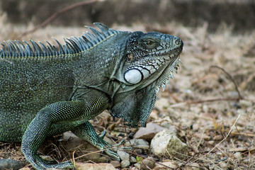 Iguanas en los Llanos Orientales Colombianos