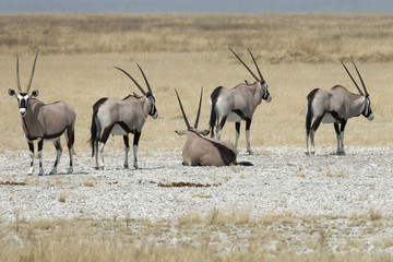 Naklejka na ściany i meble Group of gemsboks (Oryx gazella ) in the Etosha National Park, Namibia
