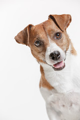 Naklejka na ściany i meble Jack Russell Terrier, isolated on white at studio