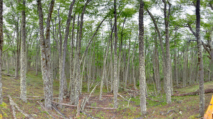 Fototapeta premium Forest at Mirador Perito moreno