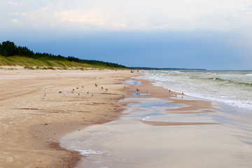 Birds in the wild beach