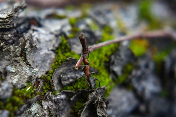 Hardworking ants carry twigs