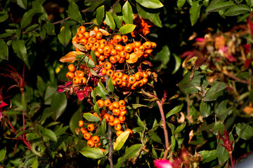 flowers in the garden