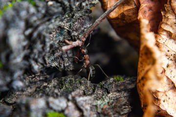Hardworking ants carry twigs