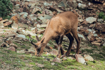 Deer grazing at hill