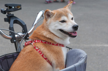 Japanese Akita Dog in the basket of bicycle