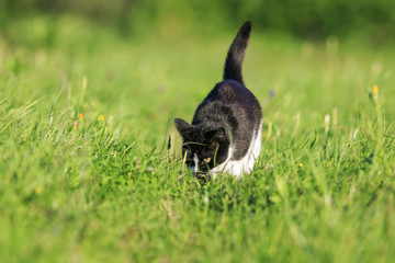 cute beautiful cat walks on the green grass in the spring bright Sunny meadow