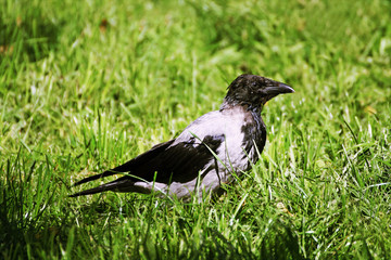 A large gray crow stands among the green grass.