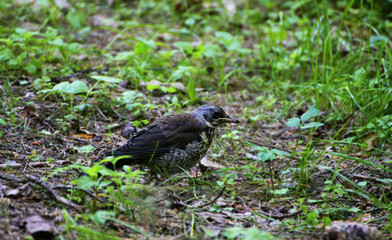 Naklejka na ściany i meble A small Blackbird-mountain ash walks among the thick green grass in the forest.