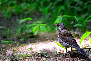 Blackbird-mountain ash.