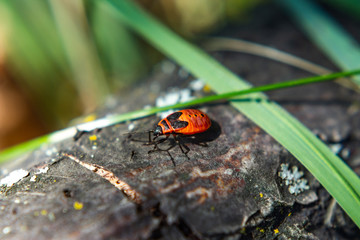 red Bug-soldier