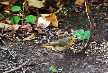 Little bird Robin walks along the forest path.